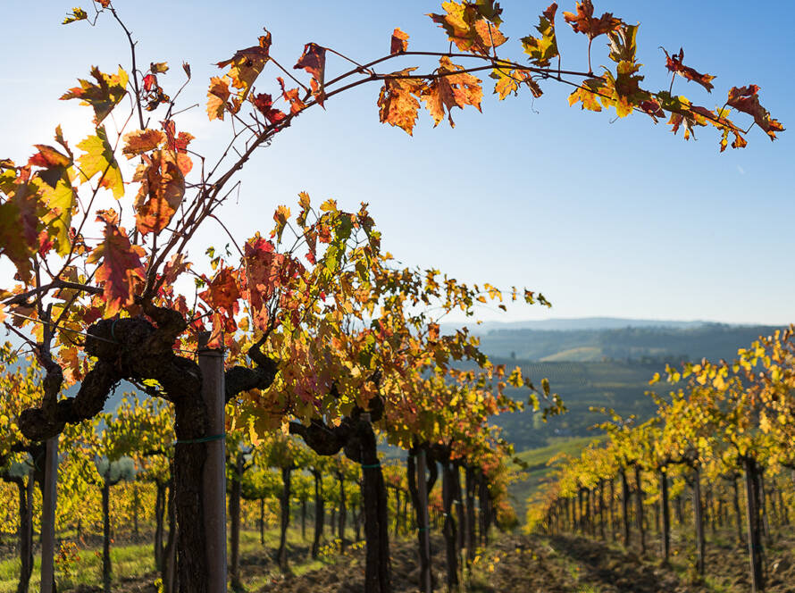 Savour Maremma - BEYOND by Medov Group is your onboard concierge for discovering unforgettable, personalized excursions