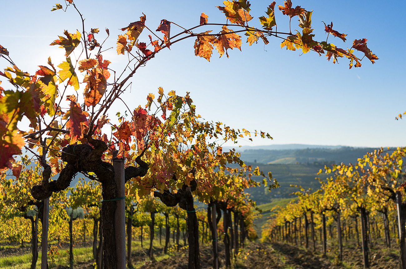 Savour Maremma - BEYOND by Medov Group is your onboard concierge for discovering unforgettable, personalized excursions