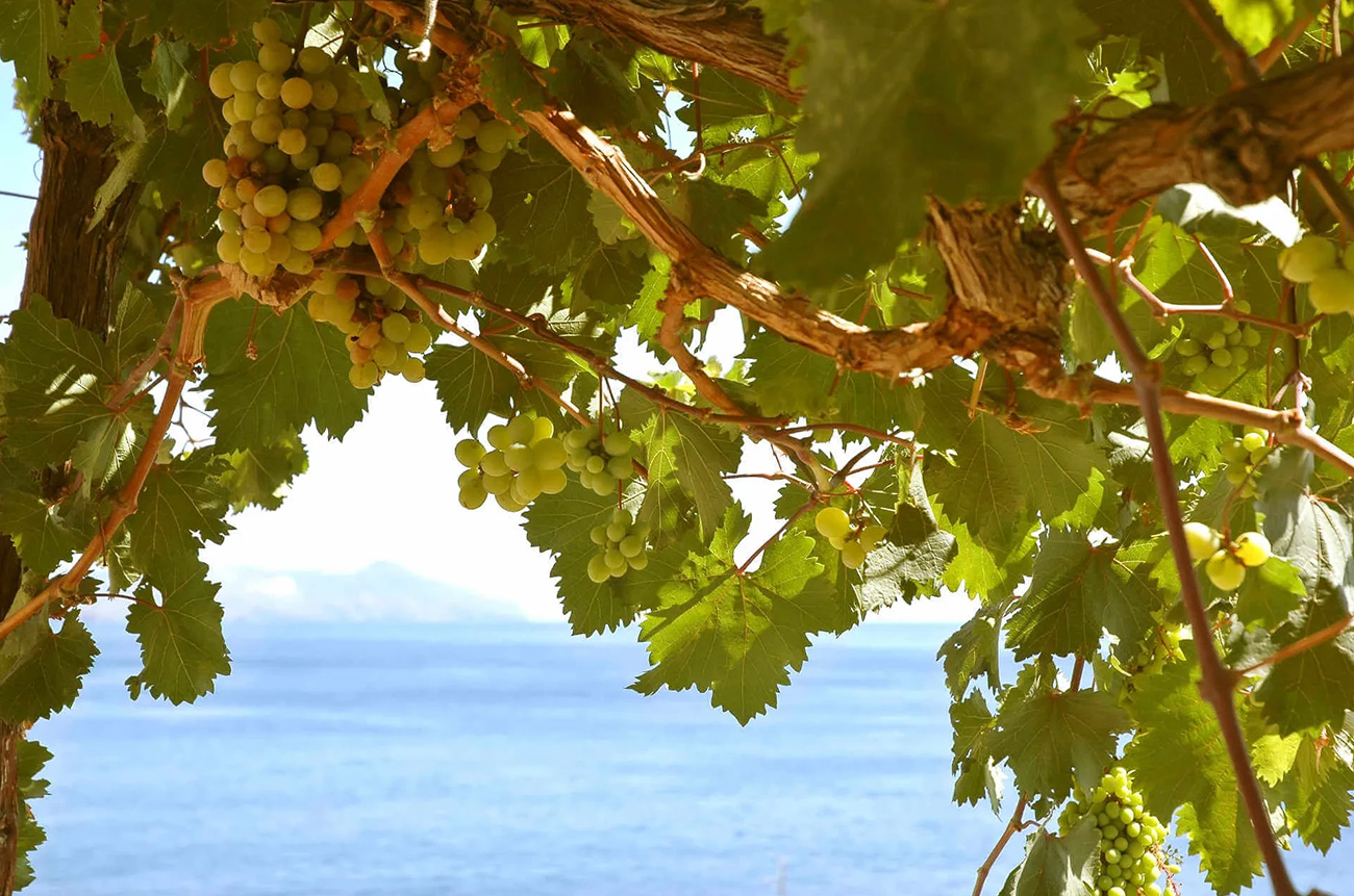 Sicilian wine heritage - BEYOND by Medov Group is your onboard concierge for discovering unforgettable, personalized excursions