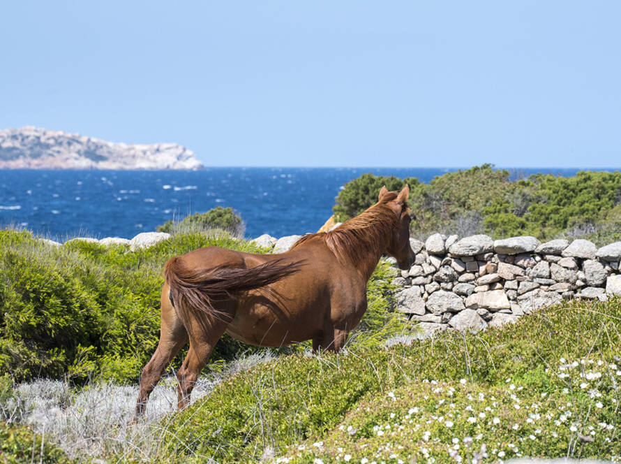 Horseback Dreams - BEYOND by Medov Group is your onboard concierge for discovering unforgettable, personalized excursions