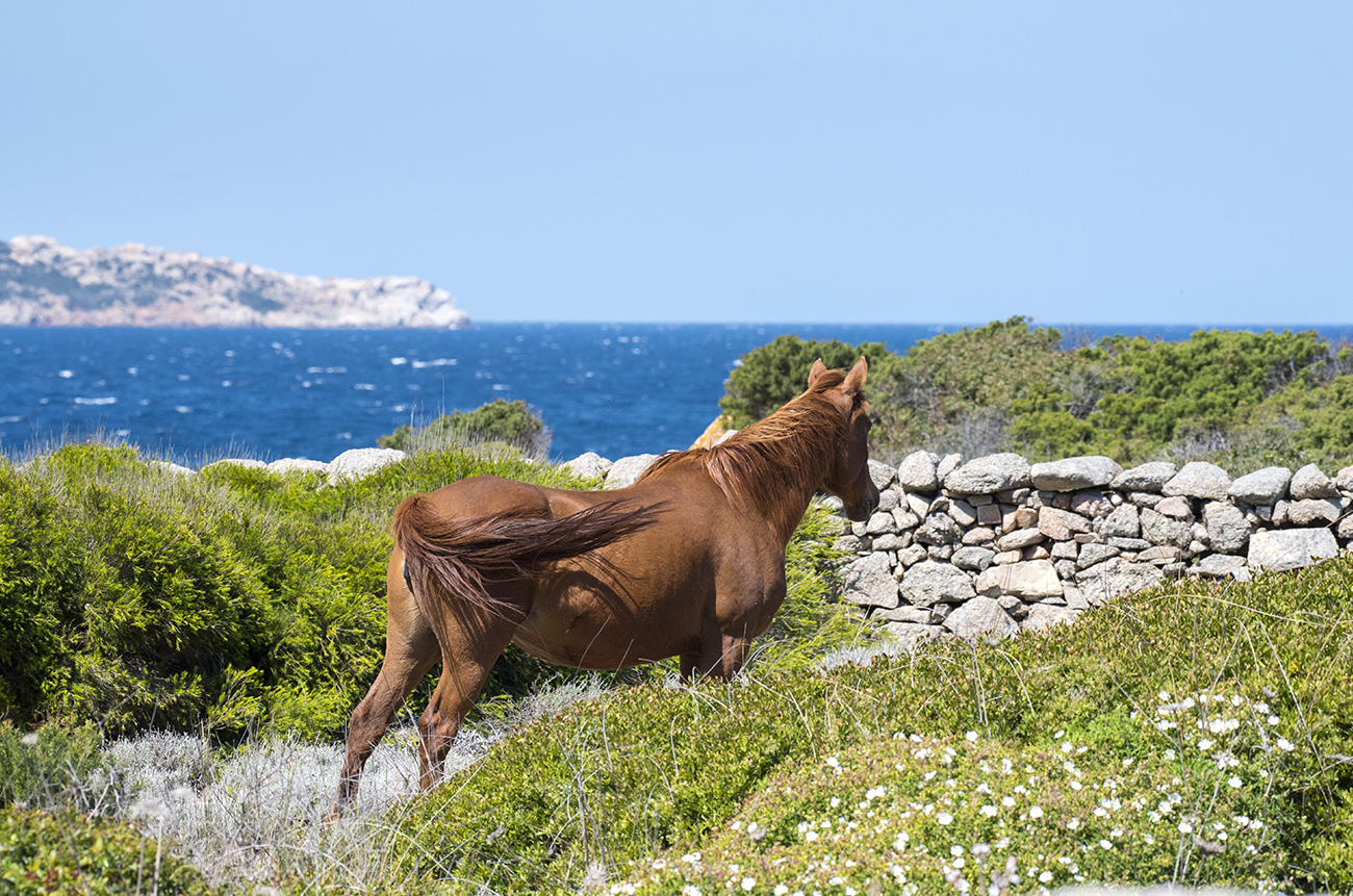 Horseback Dreams - BEYOND by Medov Group is your onboard concierge for discovering unforgettable, personalized excursions