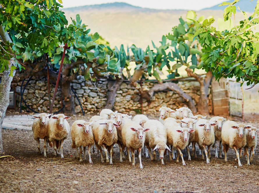 Shepherd for a Day - BEYOND by Medov Group is your onboard concierge for discovering unforgettable, personalized excursions