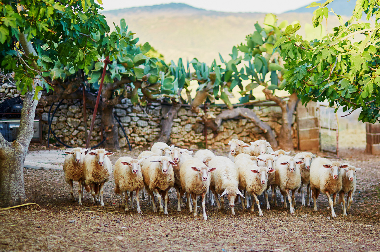 Shepherd for a Day - BEYOND by Medov Group is your onboard concierge for discovering unforgettable, personalized excursions