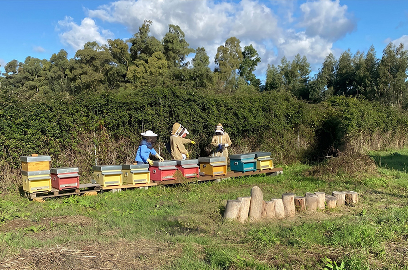 The secret life of bees - BEYOND by Medov Group is your onboard concierge for discovering unforgettable, personalized excursions