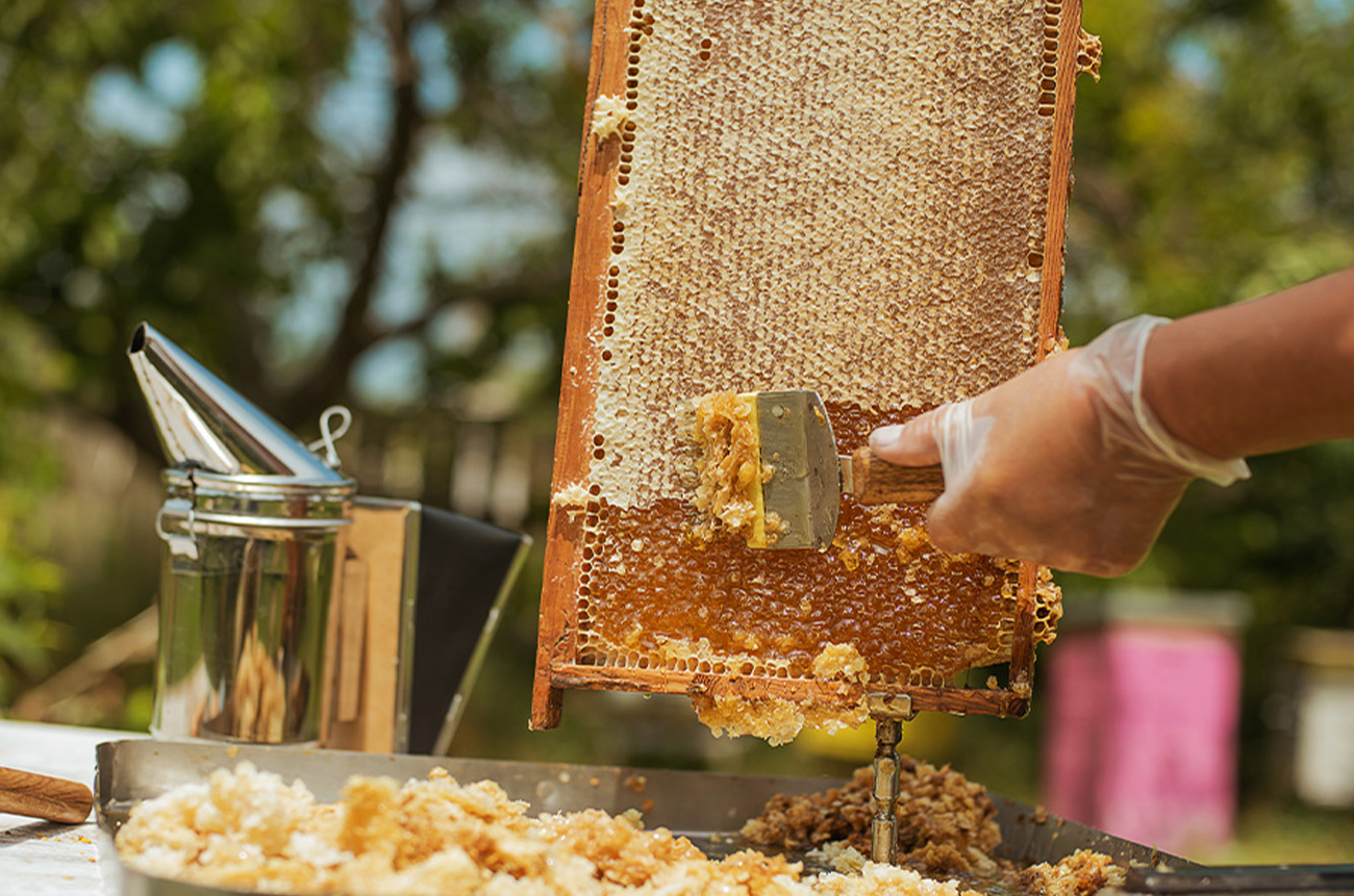 The secret life of bees - BEYOND by Medov Group is your onboard concierge for discovering unforgettable, personalized excursions