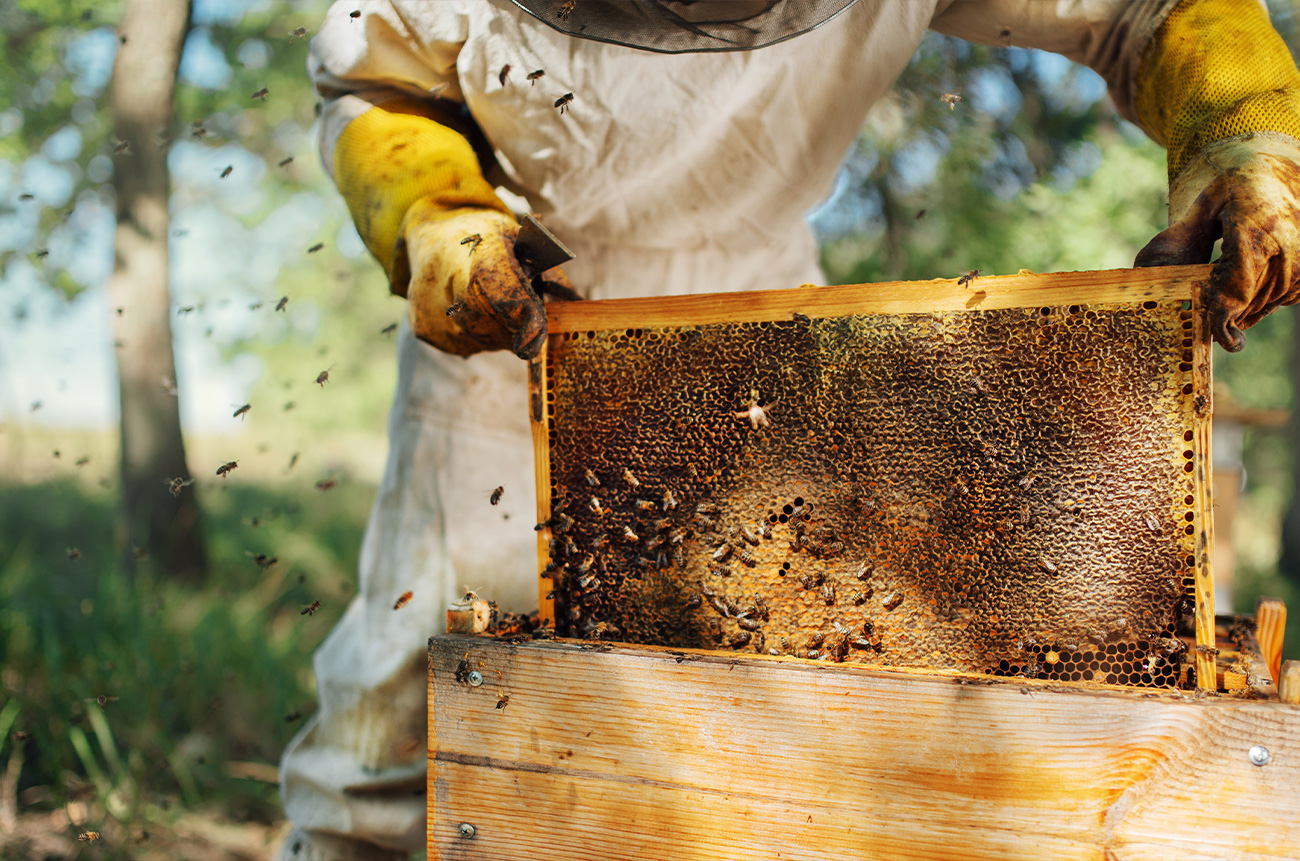 The secret life of bees - BEYOND by Medov Group is your onboard concierge for discovering unforgettable, personalized excursions
